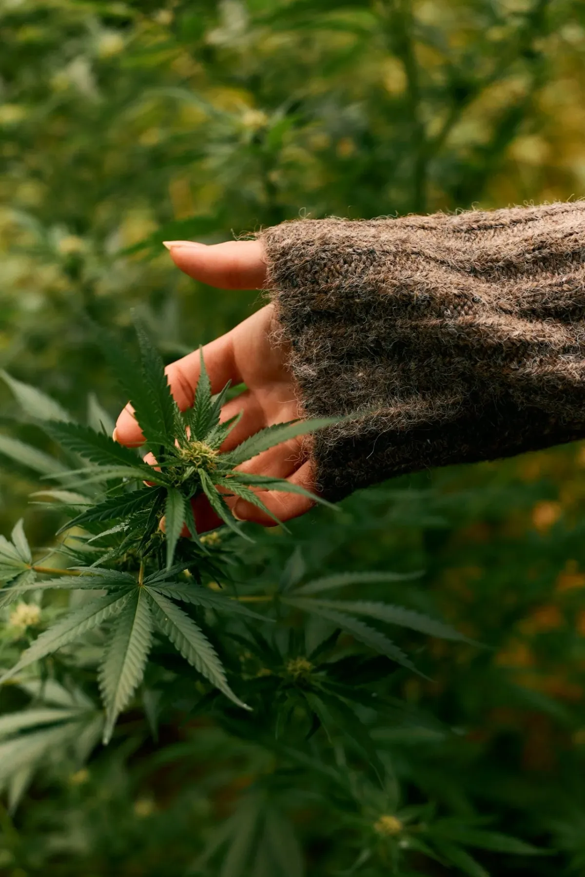 Cannabis plant with hand behind it