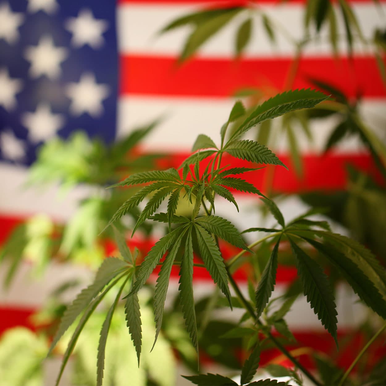 From the Supreme Court to the ATF: Why This Month Was a Turning Point for Medical Cannabis